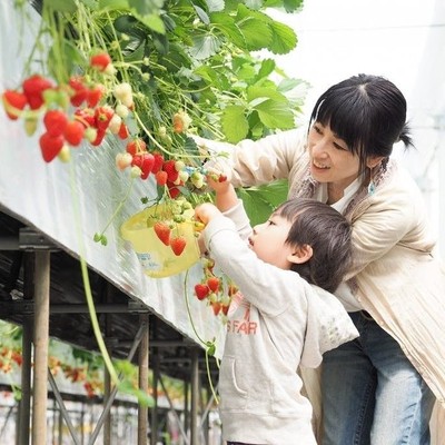 【オンライン】トマト農家がはじめるイチゴ育成！「新たな挑戦イチゴ狩り園」の楽しいアイデア会議☆