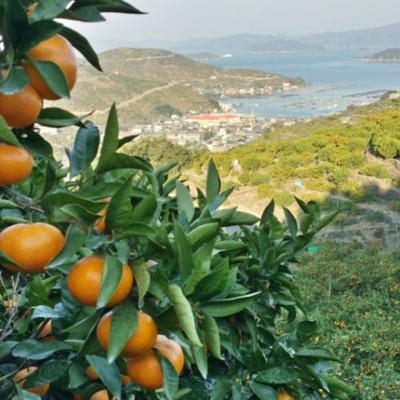 日本一のみかん産地で収穫のお手伝いしてみませんか