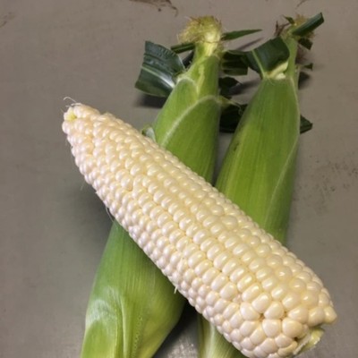 「おもしろ野菜生産所」で移動販売や白トウモロコシの対面販売などのおてつたび！地域の方と関われるお手伝いもあり♪