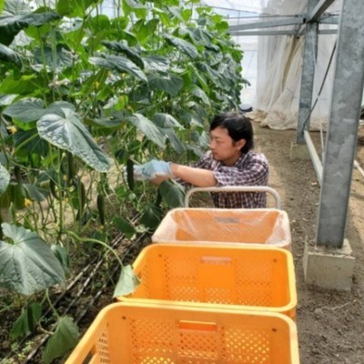【特別企画】旅館大村屋×ナリマツファームのコラボおてつたび！佐賀県嬉野市で老舗旅館ときゅうり農家を経験できるおてつたびを開催