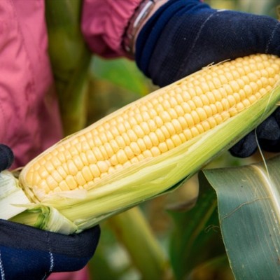 北海道ど真ん中の士別市！トマト・とうもろこし・かぼちゃの収穫・選果等のお手伝いを募集します！