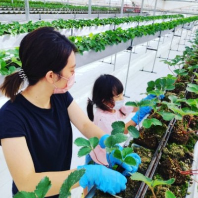 千葉市でイチゴ植付作業‼