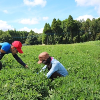 日帰りで参加できる方！千葉市で落花生の収穫作業などお手伝いしませんか？