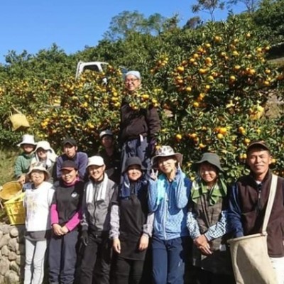 さあ！いざ本番だ！！旨味抜群の温州みかんの収穫作業＆真っ赤な果実・セミノールの袋掛け作業です。今季もお手伝い、宜しくお願い致します！