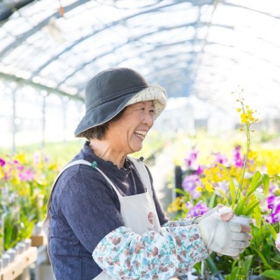 熊本県にある戸馳島（とばせじま）でお花農家さんの出荷のお手伝い！ 母の日に洋蘭で感謝を伝えるみなさんのお手伝いしませんか!? 熊本県内でNo.1の生産量を誇る宮川洋蘭でお花のプロフェッショナルに!!