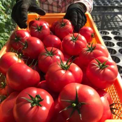 完熟もぎたてトマトの収穫/出荷調整作業、管理作業を手伝っていただける方を募集します