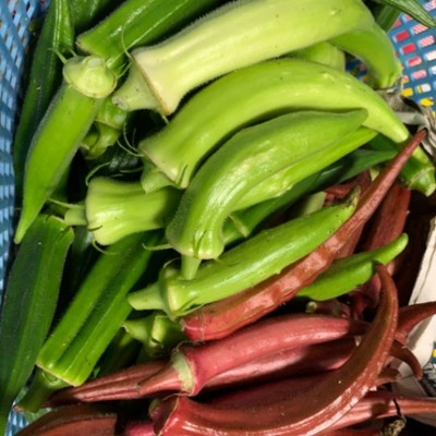 【最短2日以上で応募可】おもしろ野菜生産所で収穫や移動販売のおてつたび！地域の方と関われるお手伝いあり♪