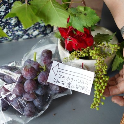 瀬戸内海沿岸で、ワイン用ぶどう苗木の植え付け作業のお手伝い