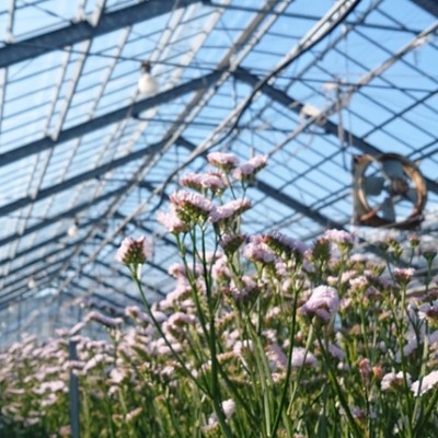 国内最多品種のスターチス！色とりどりのスターチスを日本中に届けませんか？