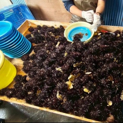 日本最北のまち稚内で昆布干しとウニ剥き作業のおてつたび。