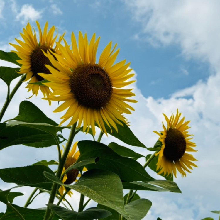 プラワーズ 約50万本ひまわりが咲き誇る！！🌻津南ひまわり広場で出店