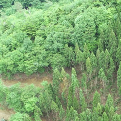 未来の森林をつくるおてつたびをしてみませんか？