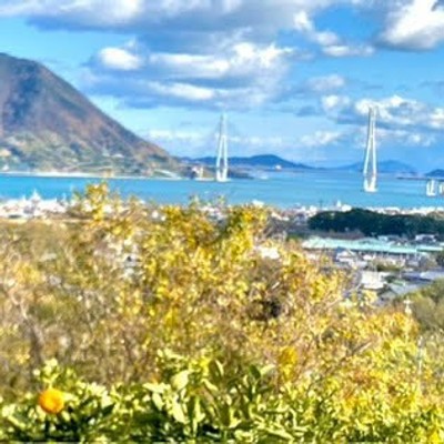【2週間🍊🍋しまなみ海道】瀬戸内の風と光がそよぐ島で、柑橘の実りに触れる冬おてつたび🍊🍋