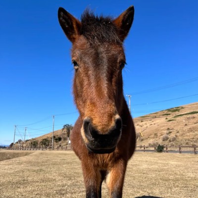 【宮崎｜現地で交通手段を確保できる方限定🚗】2026年午年に野生馬が生息する都井岬内にある民宿兼レストランにて、接客・清掃業務のお手伝い🐴新鮮な魚を使用したまかないアリ🐟