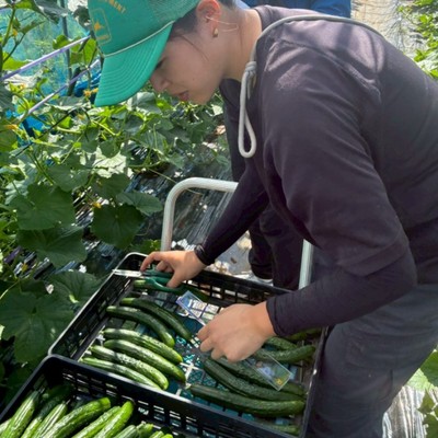高原のひろびろ大地で夏野菜の収穫・管理のおてつだい！なんにもない！でもそこが良い！