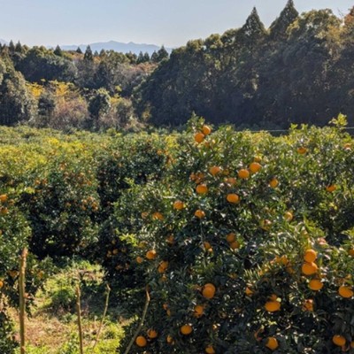 美しい海岸が広がる町で、デコポンや甘夏など柑橘類の収穫作業に向き合う冬🍊車で20分の場所に温泉もあります！