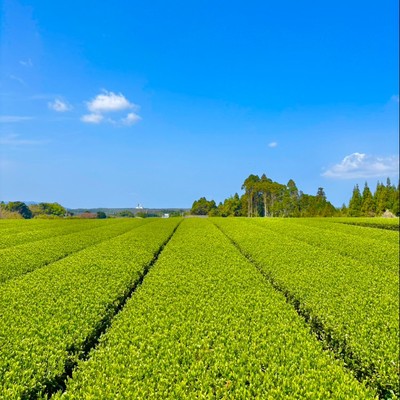 【13日間🌱】自然の中でコツコツ作業！一杯のお茶は、茶畑を整えるところから。秋冬番茶の収穫を支えるおてつたび