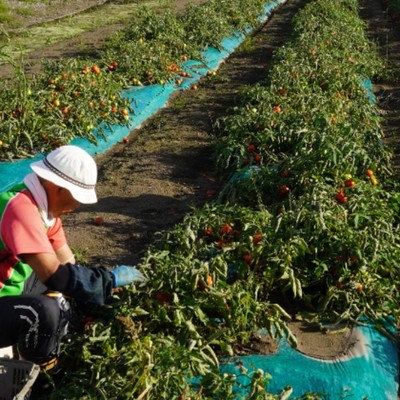 【５日間おてつたび】北海道のほぼ中央　豊かな自然に包まれた北の大地　北海道沼田町で「加工用トマト」を収穫