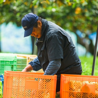 梨の収穫、運搬作業　選別、箱詰め等の出荷作業