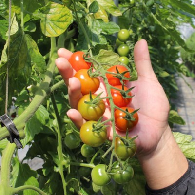 【通いお手伝い】畑で見つける、赤い宝石。🍅島田の畑で、おいしいが実る瞬間に出会う、ミニトマト栽培のおてつたび