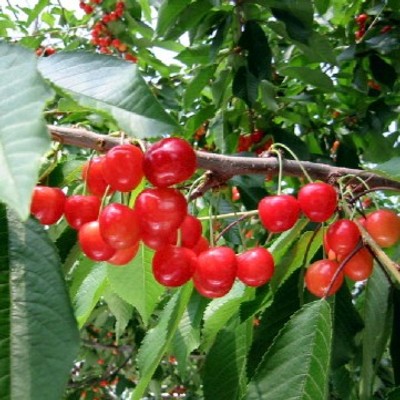 山形のフルーツ王国で、果樹園のおてつたび🍎 さくらんぼ・ラ・フランス・りんごが実る畑へ