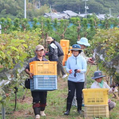 瀬戸内・しまなみ海道の大三島で葡萄栽培からワイン造り。葡萄収穫・ワイン醸造補助・ワイン販売のお手伝いをしませんか？