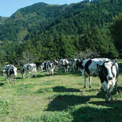 放牧酪農の現場でおてつたび🐮愛媛県の山あいで酪農のリアル体感できるお仕事です🐄大切に牛を育て、真面目に、誇りをもって牛を育てています【現地で交通手段を確保できる方限定】