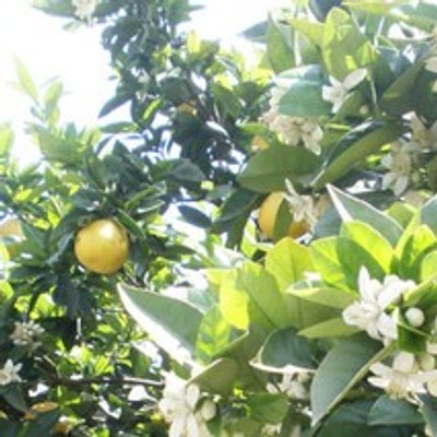萩原果樹園