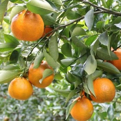 大塚果樹園