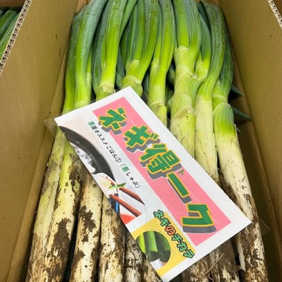 【通いおてつたび】畑から贈りものへ、深谷ねぎを届ける冬しごと。 お歳暮用の葱をキレイにする！！