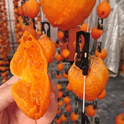 🍊11月は南信州へ！市田柿の収穫から干し柿づくりまで🍂