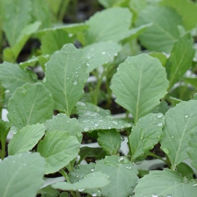 【3日間🥦】露地野菜の生産現場でおてつたび♪新しいことにもまずはトライを大切に色々なことに挑戦している農園です🔥 農業×地域交流｜キャンピングカーで過ごす3日間（袋井市農業PJ2026）