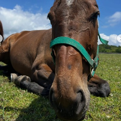 馬と自然にふれながら、浦河の旅をあたたかく迎える。うらかわ優駿ビレッジで、乗馬スタッフ・レストランホールを支えるおてつたび