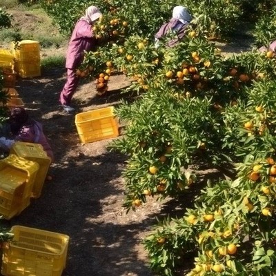 株式会社土実樹農園