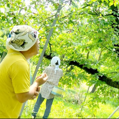 赤く実った“旬”を一緒に収穫しませんか？さくらんぼ収穫スタッフ大募集🍒🍒🍒