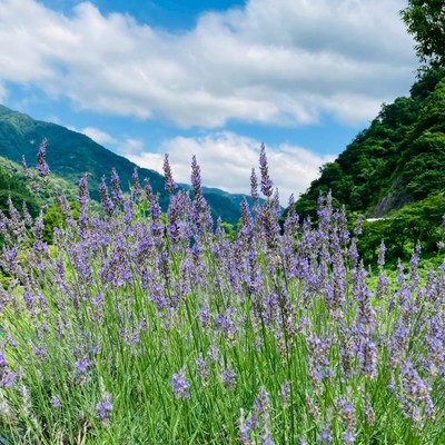 6月は新緑輝く初夏の富山に来られ〜！秘湯の宿『記念日の宿』でおてつだいしませんか？お客様を笑顔でもてなしてくださる方大募集🌸2025年、露天風呂もオープンしてます🧖‍♀️