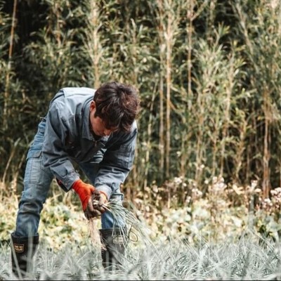 【9月】“秘境”トカラ列島の中之島でししとうの収穫、島らっきょう栽培、加工品の製造等のお手伝い。地域の人と一緒に汗をかきながら島ぐらしを体験しませんか？