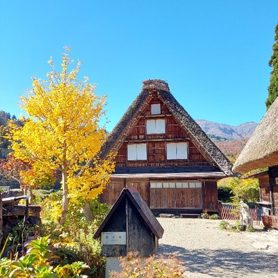 前期【秋の世界遺産白川郷】築300年の合掌造りでおてつたび♪