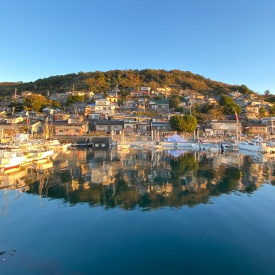 上天草の離島、湯島で幻の湯島大根やカスミソウ（かすみ草）収穫など農業に触れてみませんか？リアルな島暮らしを体験したいおてつびとを大募集🔥