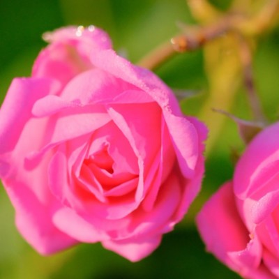 バラのまち山形県村山市で薔薇の女王 ”ダマスクローズ” の収穫・加工のおてつだい🌹