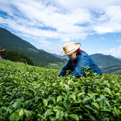 車の運転ができる方限定🌿〈農薬不使用の茶園で〉自然の中で心も整う5日間｜宮崎県・日南市🍵🌿車の貸し出しOK！