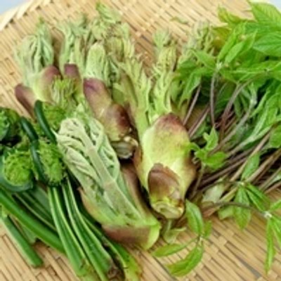 【"山菜王国"西川町で山菜収穫！！】山菜収穫・加工や園地整備のお手伝いをする”おたすけ隊”として活動していただきます。採れたての山菜を食べて山の恵みを堪能しよう！！田舎飯・地域交流を通して田舎暮らしを体験in山形県西川町