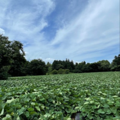 「笑う門には福来る。」100年続く農園で、みんなを笑顔にする野菜を育てています。冬～春、さつまいもや人参などの収穫出荷や圃場管理作業のおてつたび🥕【現地で交通手段を確保できる方もしくはマニュアル運転免許のある方限定です◎】