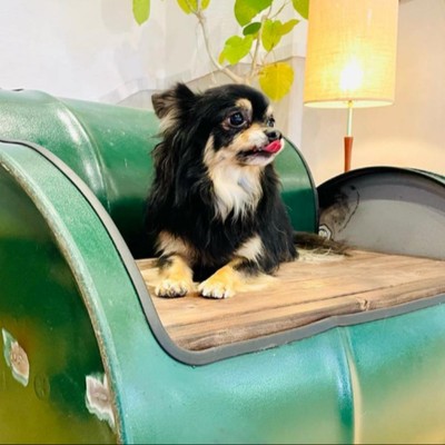 愛犬家大歓迎🐕美肌の湯「長門湯本温泉」に佇むペット同伴OKの宿でお客様をお迎えするおてつたび