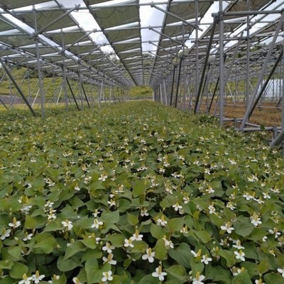 話題の健康茶ドクダミ栽培のお手伝い！発電と薬草栽培を手掛けるユニークな事業を通じて地域盛り上げる最前線へかかわるおてつたび。