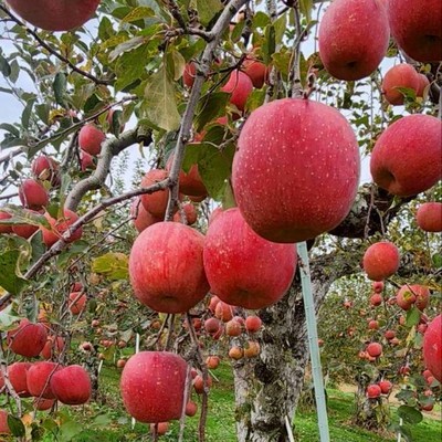 【山ノ内町を丸ごと楽しめるおてつたび♪】山ノ内町の未来を担う農家でりんごの葉摘み作業をお願いします！車やバイクで来ていただける方ももちろん歓迎です◎