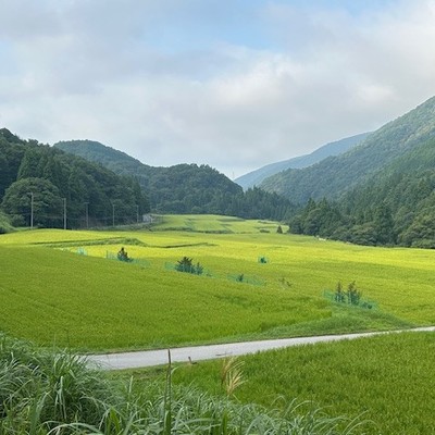 びわ湖の源流　水源の里  米原市甲津原。田んぼの周りの防護柵の撤去・片付けを行うおてつたび