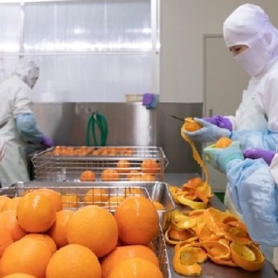 【現地での交通手段を確保できる方歓迎】11月柚子収穫期集荷のお手伝いをしてくださる方募集