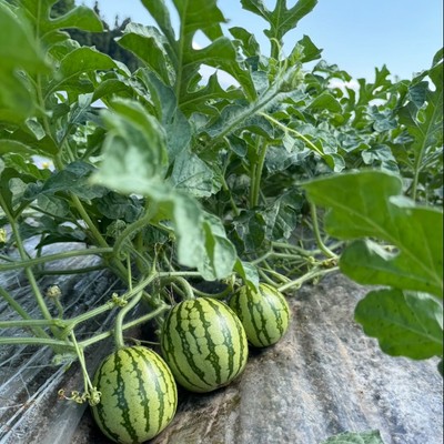 夏の山形でスイカ収穫のおてつたび🍉🍉