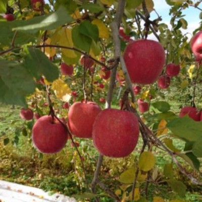 【山ノ内町を丸ごと楽しめるおてつたび♪】コンクール受賞の美味しいりんごの葉摘み作業をお願いします！